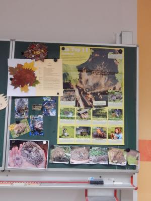 Foto des Albums: Igelprojekt Klasse 2