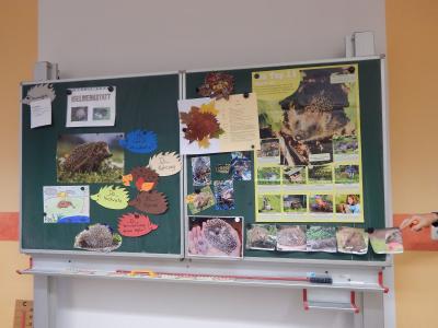 Foto des Albums: Igelprojekt Klasse 2