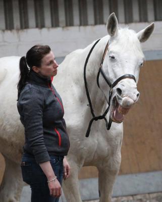 Foto des Albums: Pferdemassageseminar