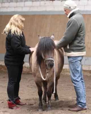 Foto des Albums: Pferdemassageseminar