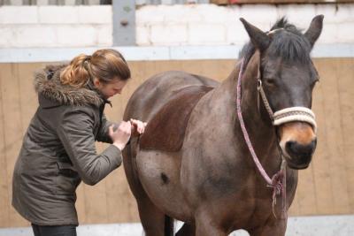 Foto des Albums: Pferdemassageseminar