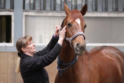 Foto des Albums: Pferdemassageseminar