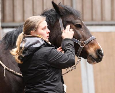 Foto des Albums: Pferdemassageseminar
