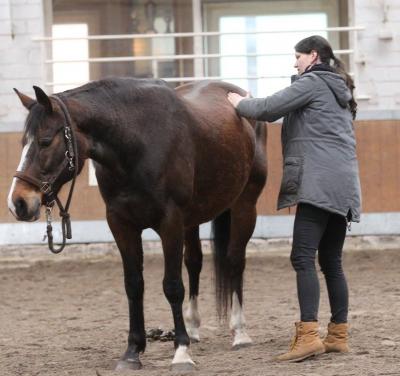 Foto des Albums: Pferdemassageseminar