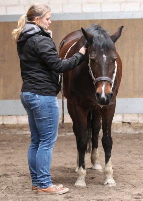 Foto des Albums: Pferdemassageseminar