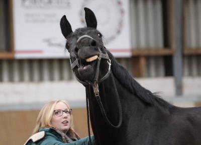 Foto des Albums: Pferdemassageseminar
