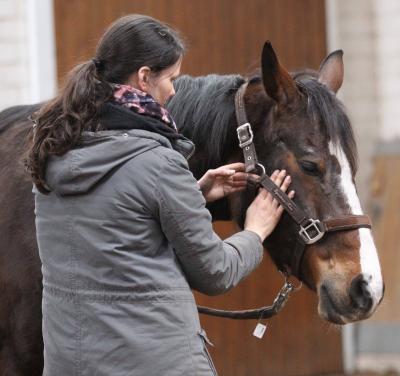 Foto des Albums: Pferdemassageseminar