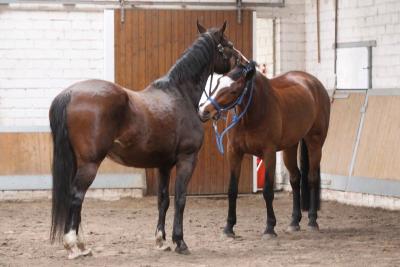 Foto des Albums: Pferdemassageseminar