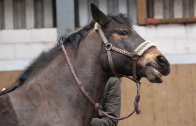 Foto des Albums: Pferdemassageseminar