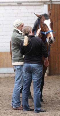 Foto des Albums: Pferdemassageseminar