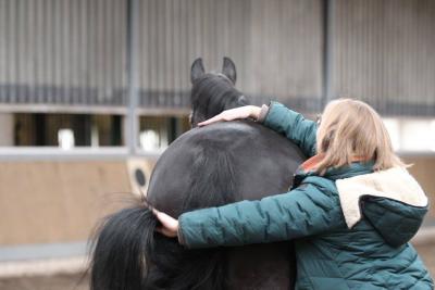 Foto des Albums: Pferdemassageseminar