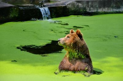 Foto des Albums: Kinder- und Tierparkfest 2016 (05. 06. 2016)