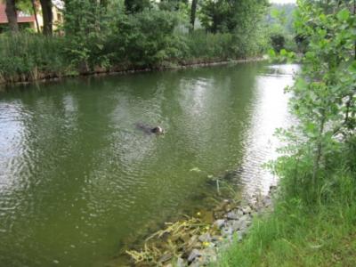 nasser Hund 
