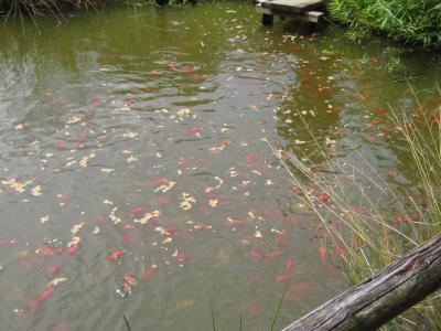 mit den vielen Goldfischen ... 
