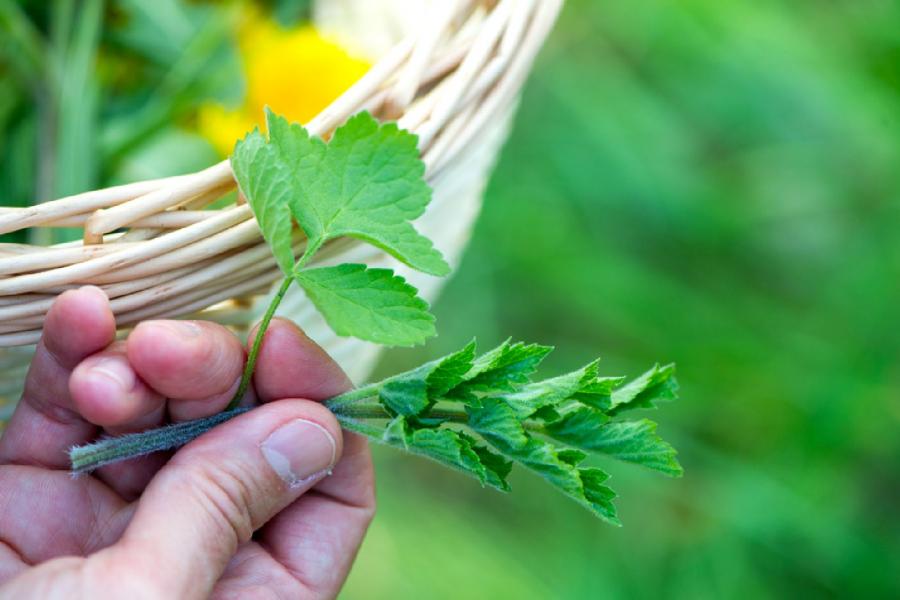 Foto der Galerie: Sinneseindrücke