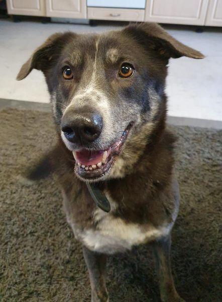 Tierheim Burg Des Tsv Burg U U E V Unsere Hundinnen