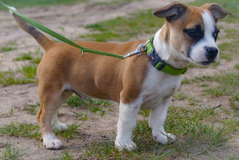 Tierheim Burg des TSV Burg u.U.e.V. Unsere Hundewelpen und Junghunde