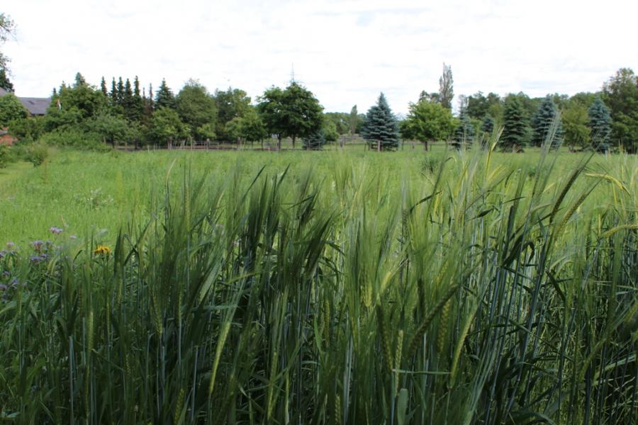 Foto der Galerie: Das große Feld