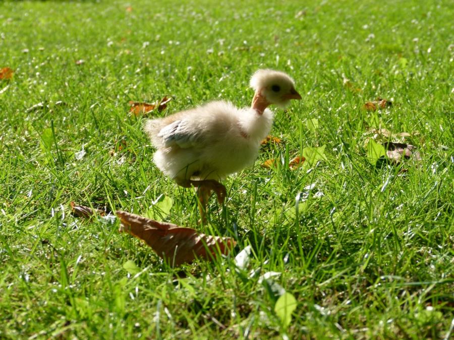 Nackthalsk&uuml;cken sind dabei. 