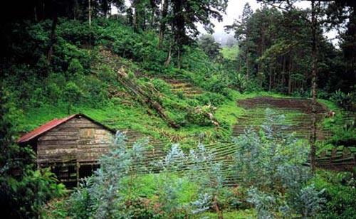 Im-Selva-Negra 