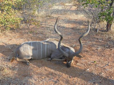 Vorschaubild: Südafrika Jagdreise August 2013