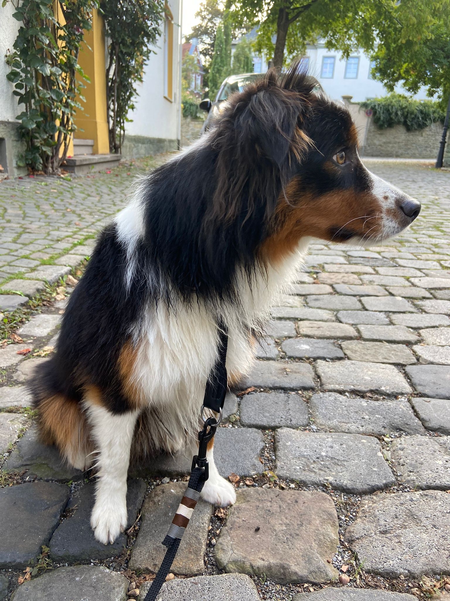 Yoshi  (Bild vergr&ouml;&szlig;ern)