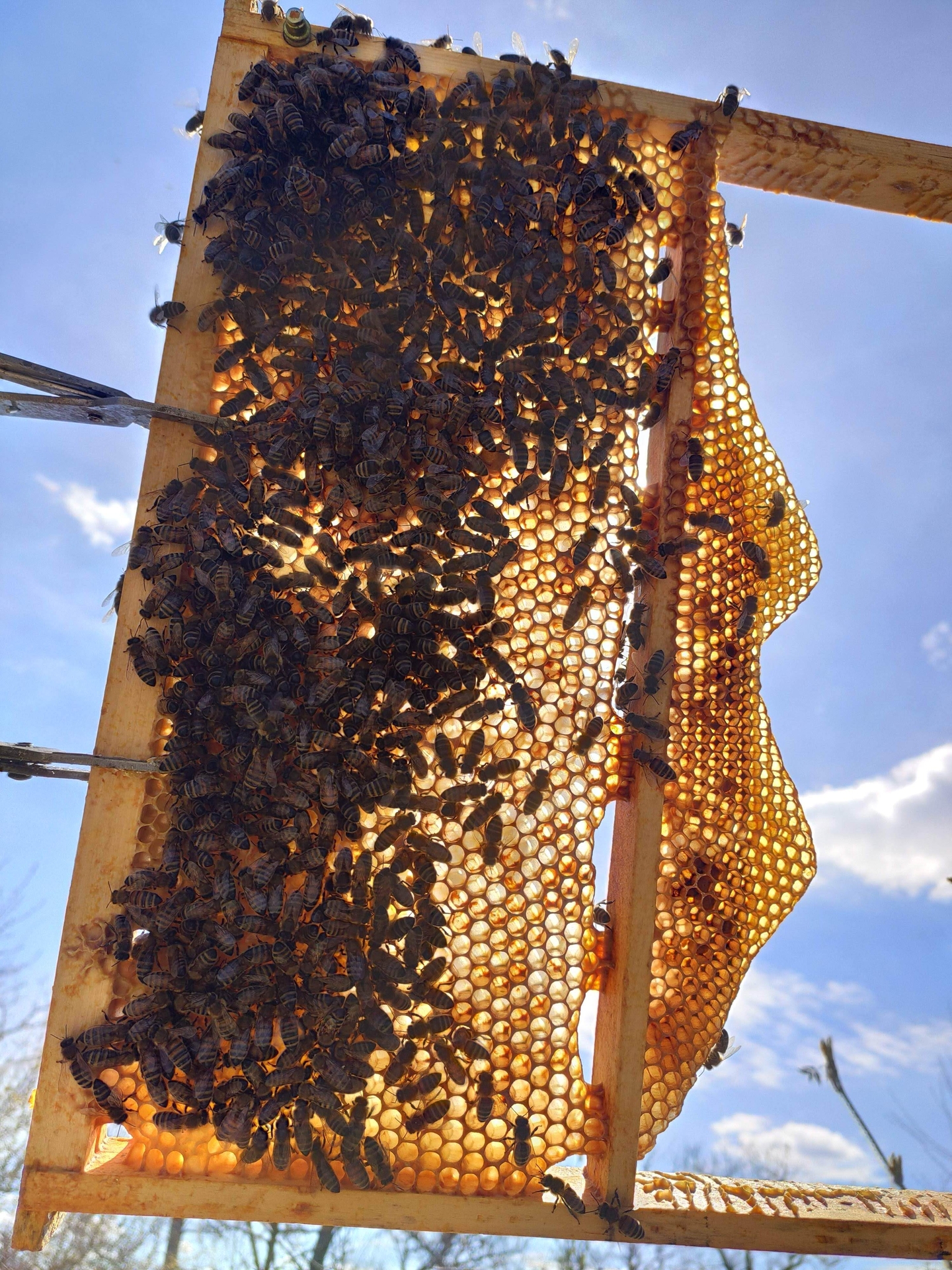 Bild: Baurahmen mit Bienen