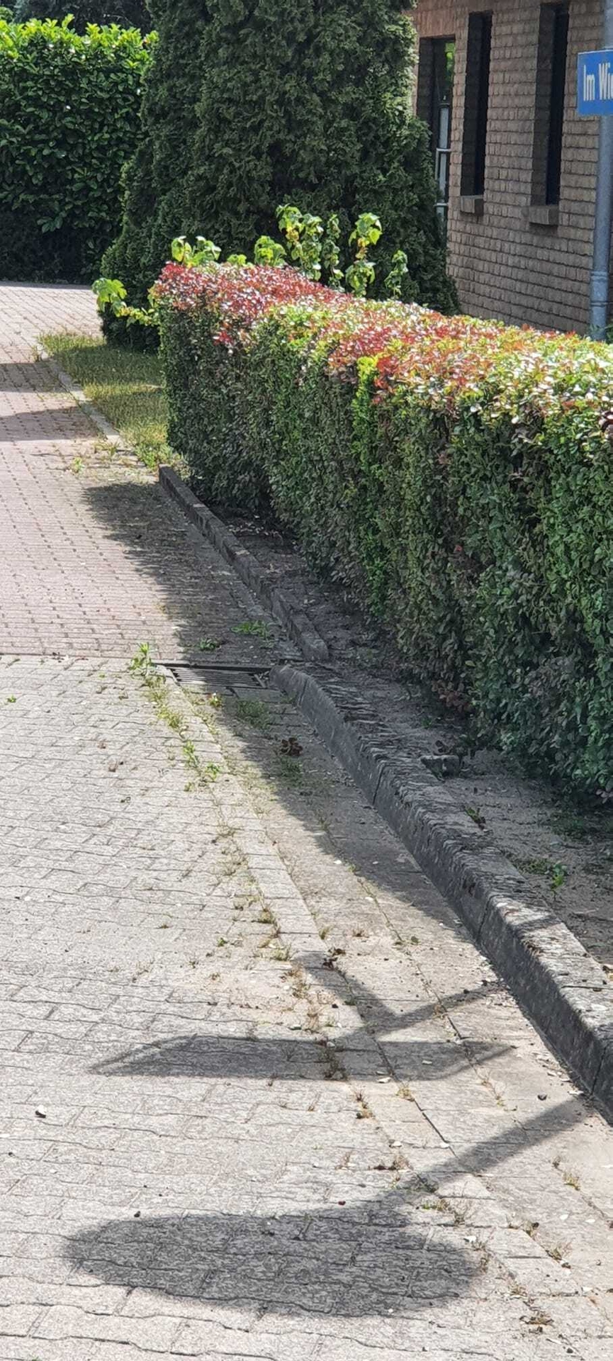 Bild: Heckenschnitt