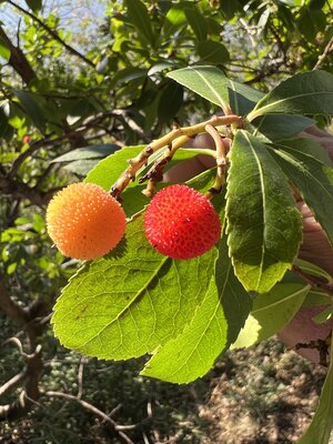 Vorschaubild: Früchte des Erdbeerbaums