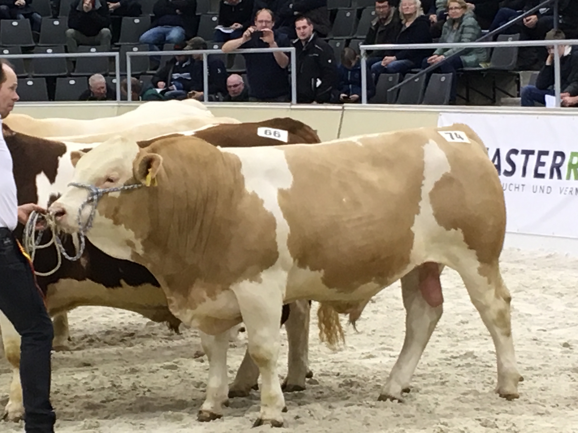 Foto der Galerie: Verden 2019