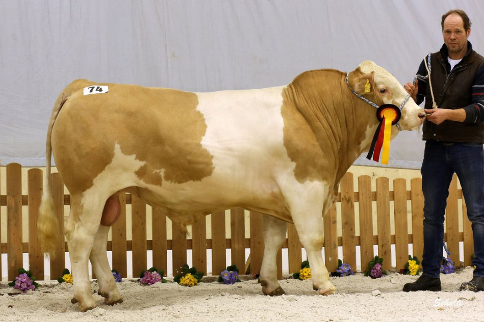 Zur Galerie: Verden 2019
