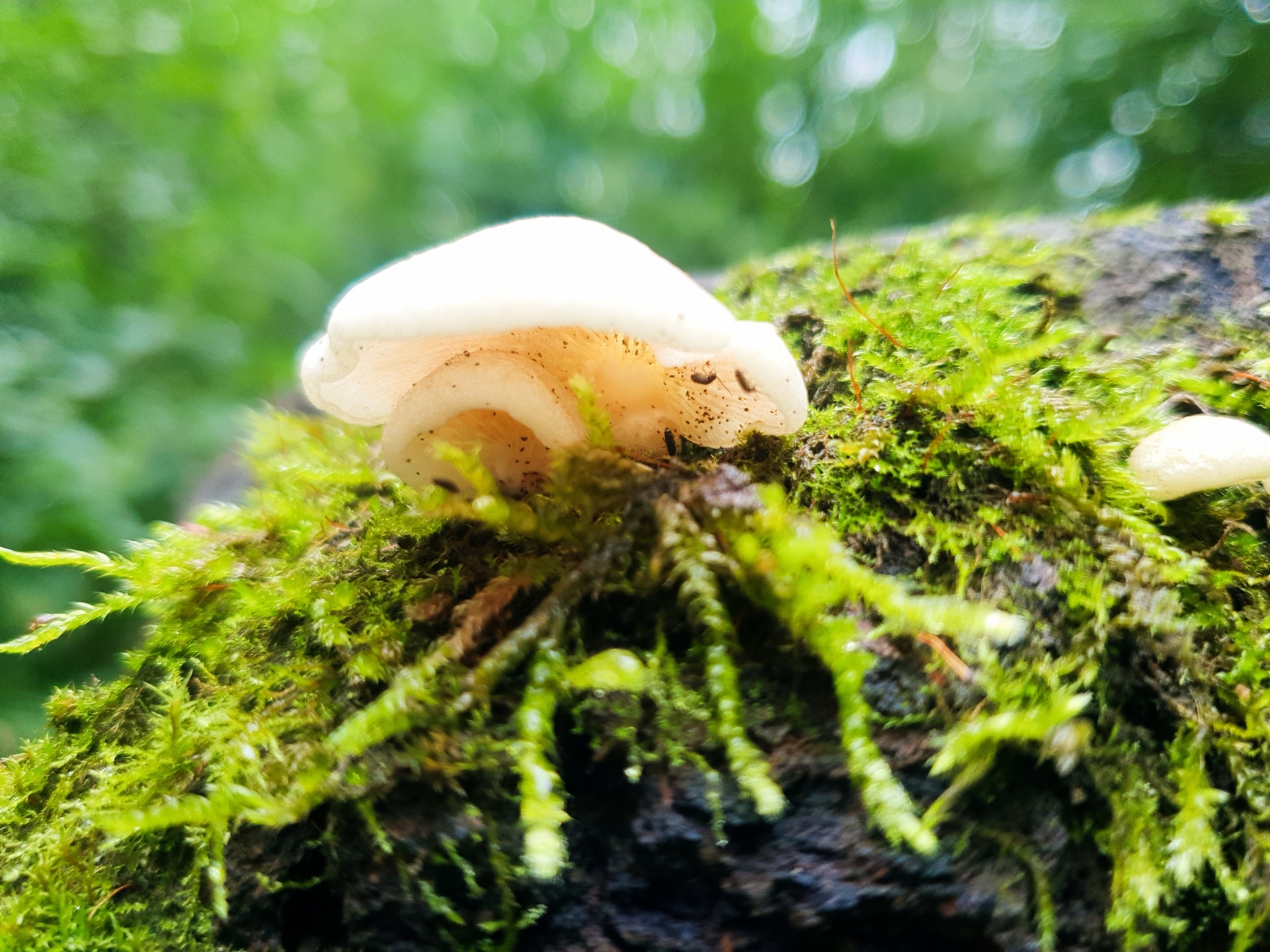 Natur  (Bild vergr&ouml;&szlig;ern)