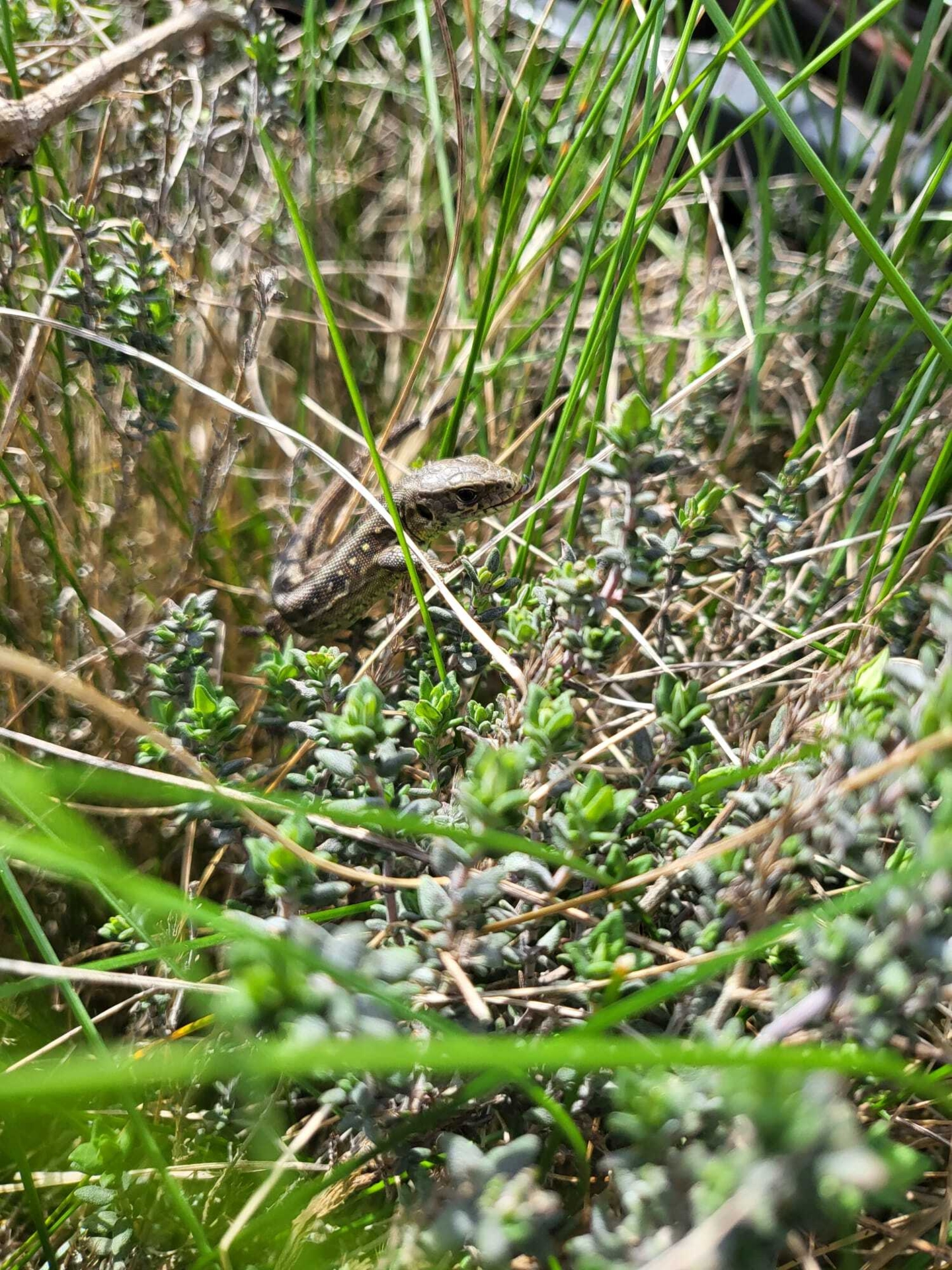 Natur  (Bild vergr&ouml;&szlig;ern)