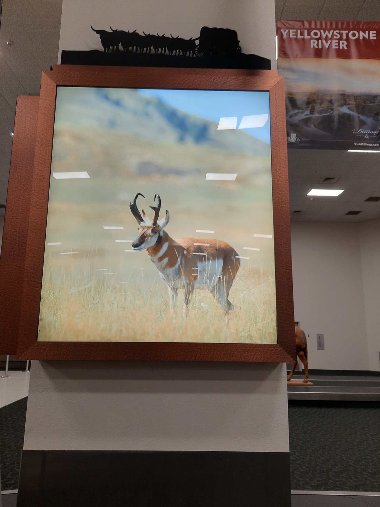 Foto der Galerie: Pronghornjagd - Montana - USA