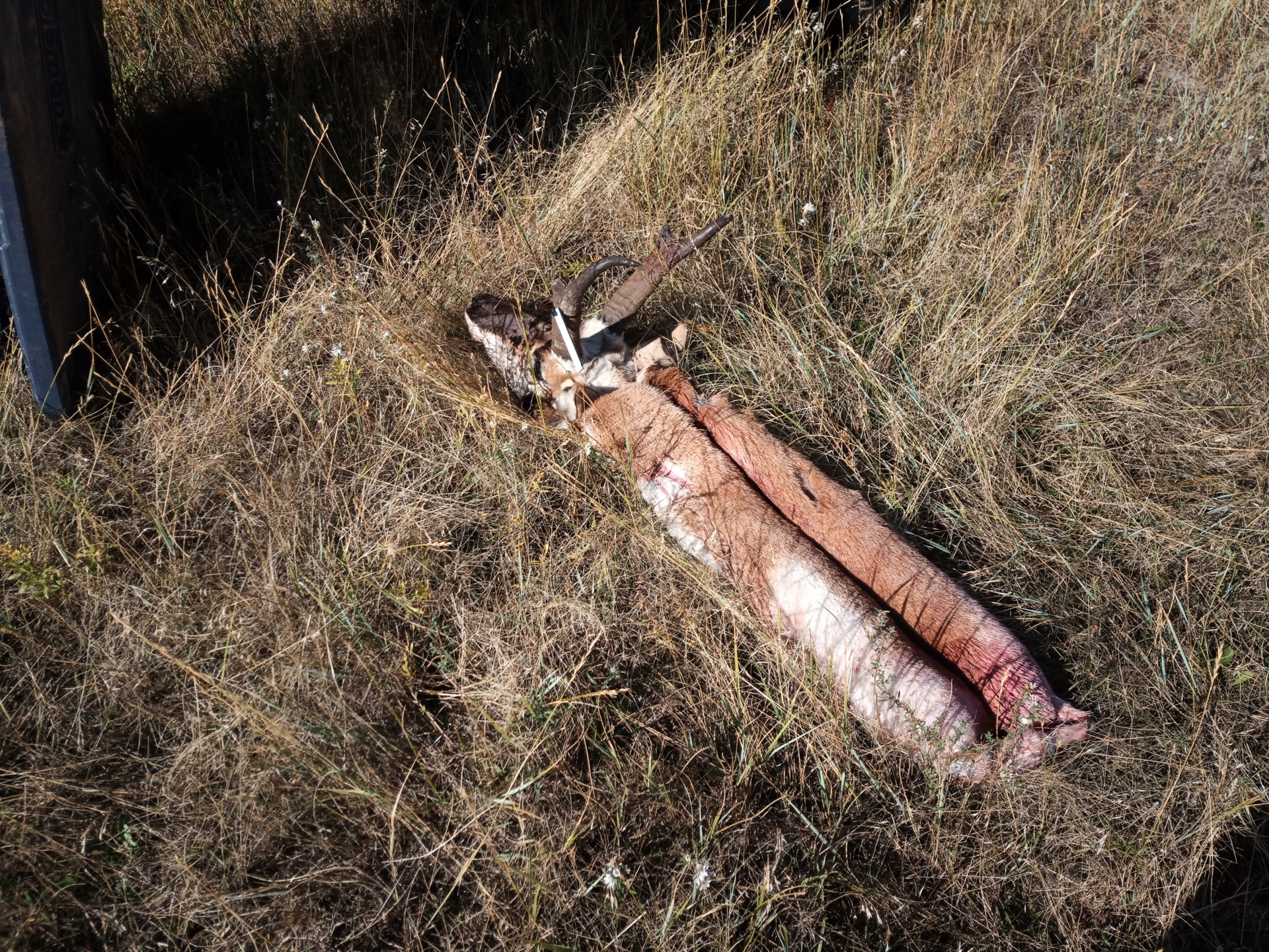 IMG 20221004 104914  (Bild vergr&ouml;&szlig;ern)