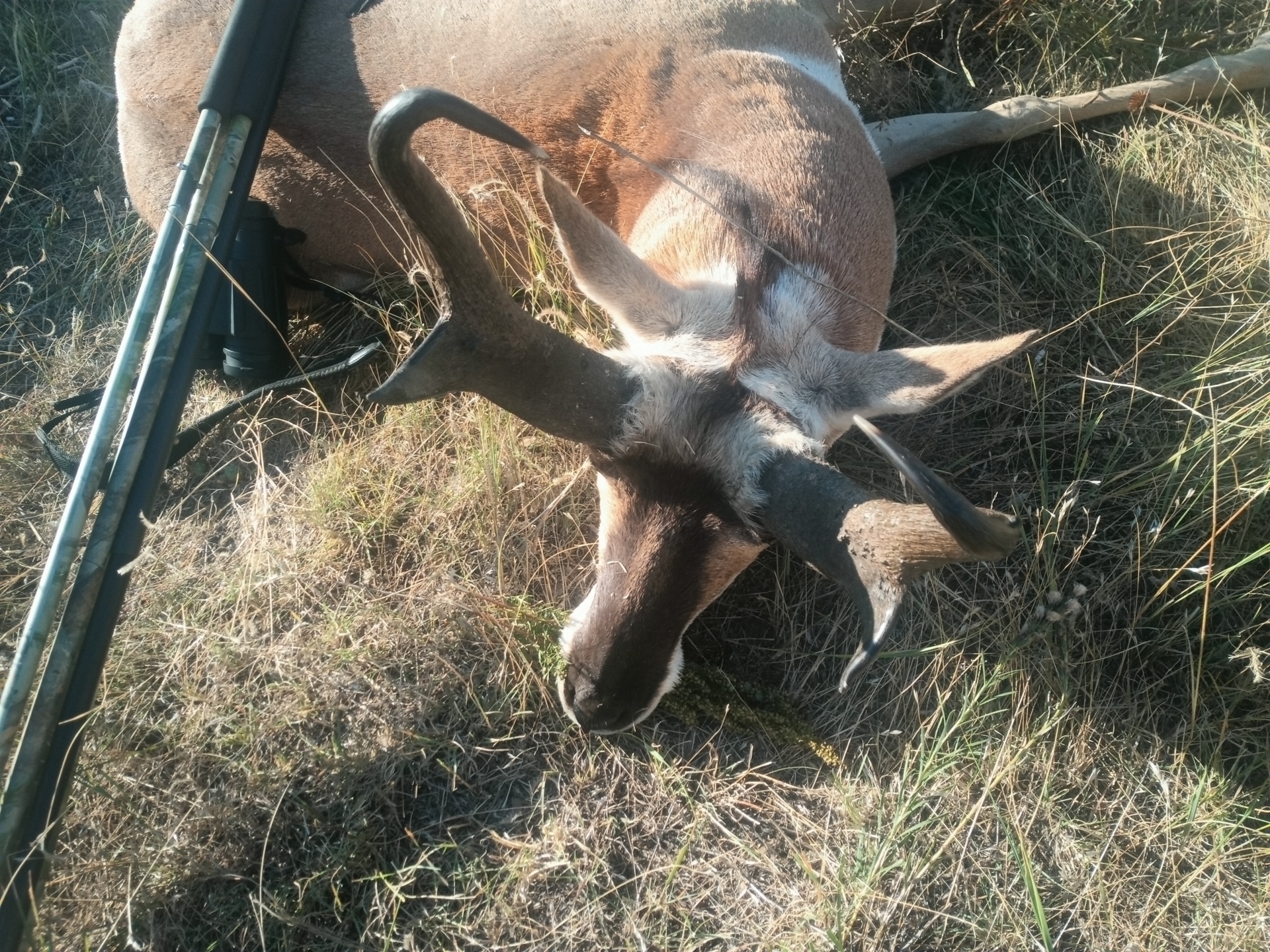 Foto der Galerie: Pronghornjagd - Montana - USA