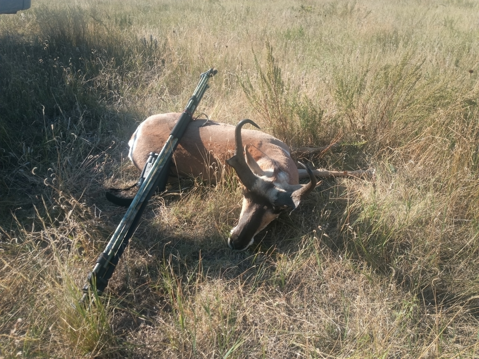 Foto der Galerie: Pronghornjagd - Montana - USA