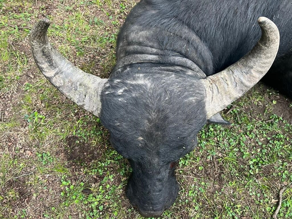 Foto der Galerie: Großwildjagd in Dolores - Argentinien