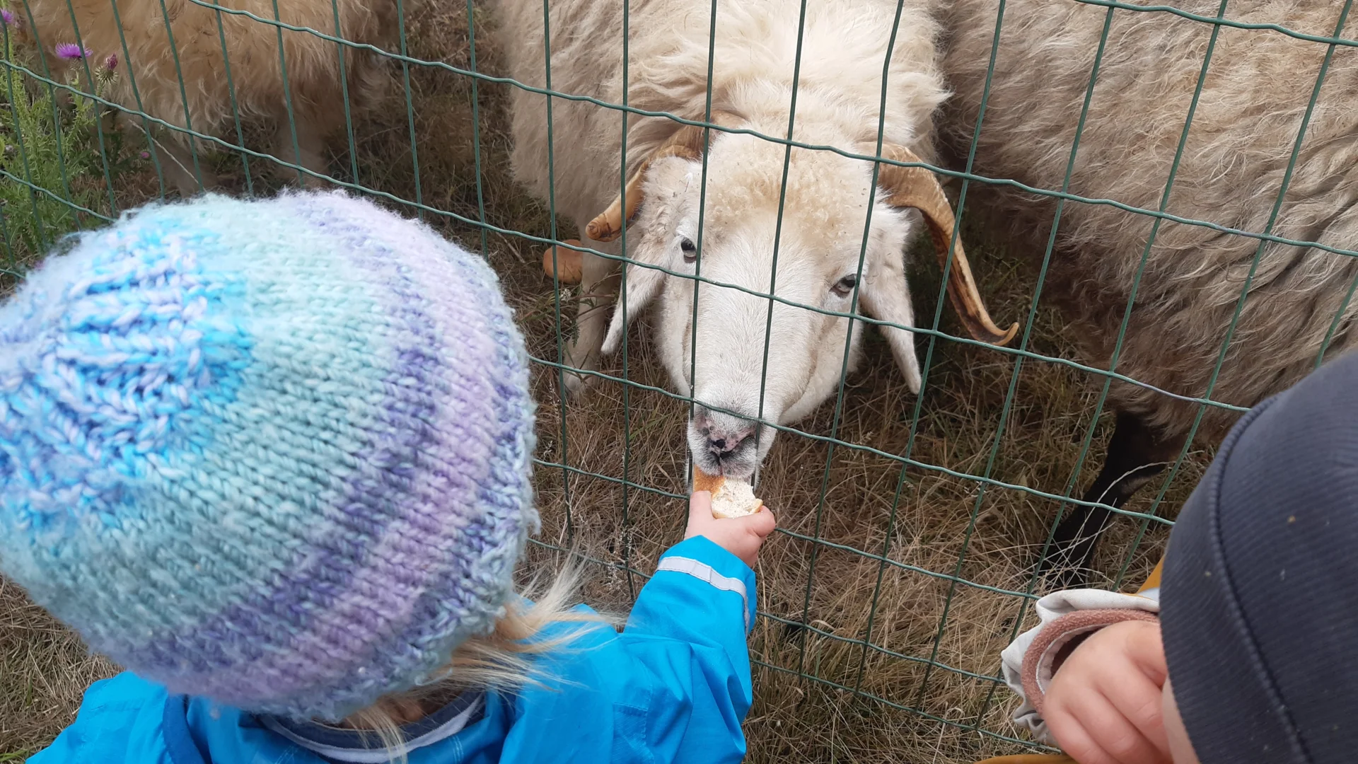 Foto der Galerie: Freilandpädagogischer Ansatz