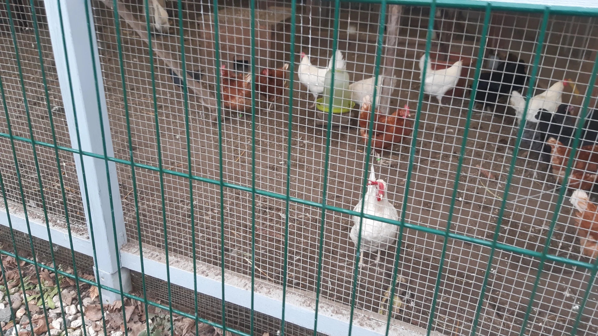 Foto der Galerie: Freilandpädagogischer Ansatz