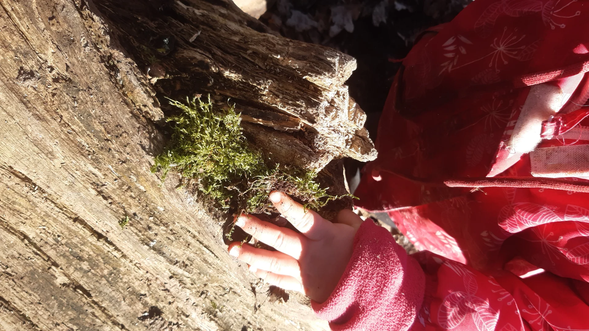 Foto der Galerie: Freilandpädagogischer Ansatz