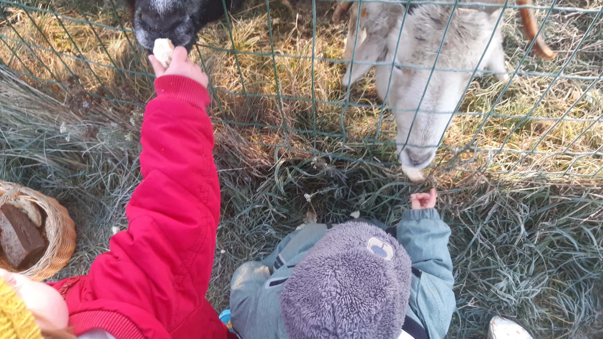 Foto der Galerie: Freilandpädagogischer Ansatz