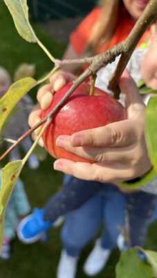 Vorschaubild: Apfel ernten von unserem Apfelbaum