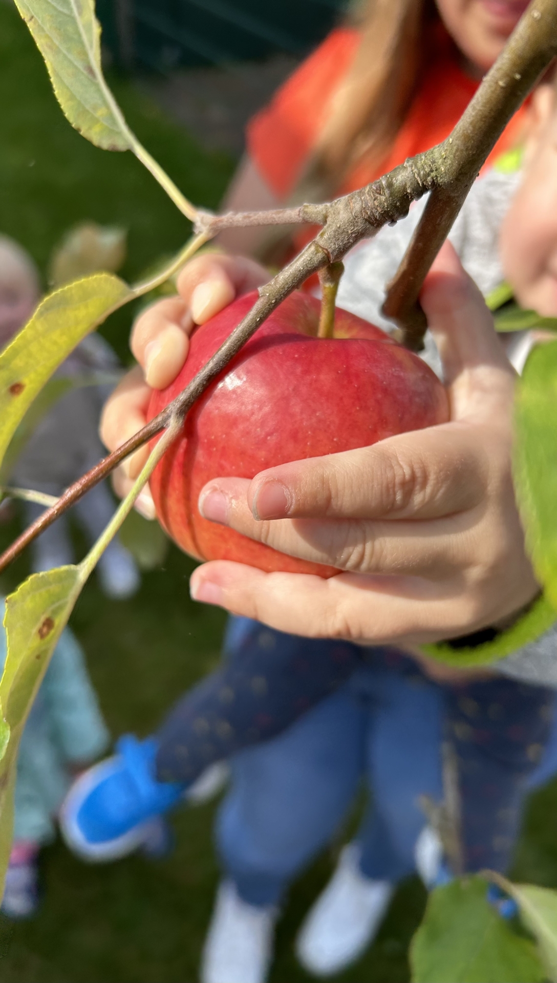 Bild: Apfel ernten von unserem Apfelbaum