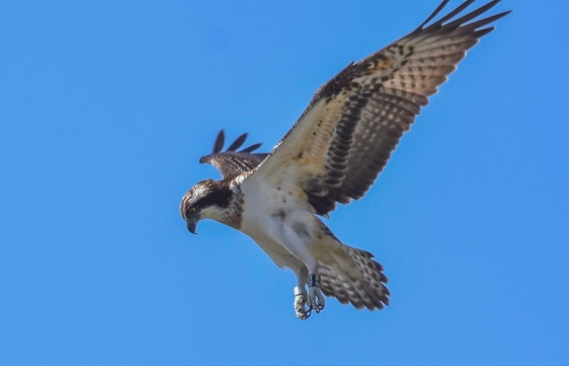 Bild: Fischadler Pandion haliaetus, NSG Breitunger Seen bei Breitungen/Werra, Landkreis Schmalkalden-Meiningen, Südwest-Thüringen @ Klaus Schmidt, Barchfeld.