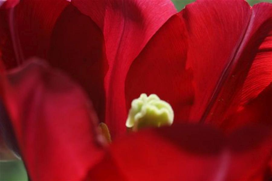 Foto der Galerie: Das Leben ist eine Tulpe