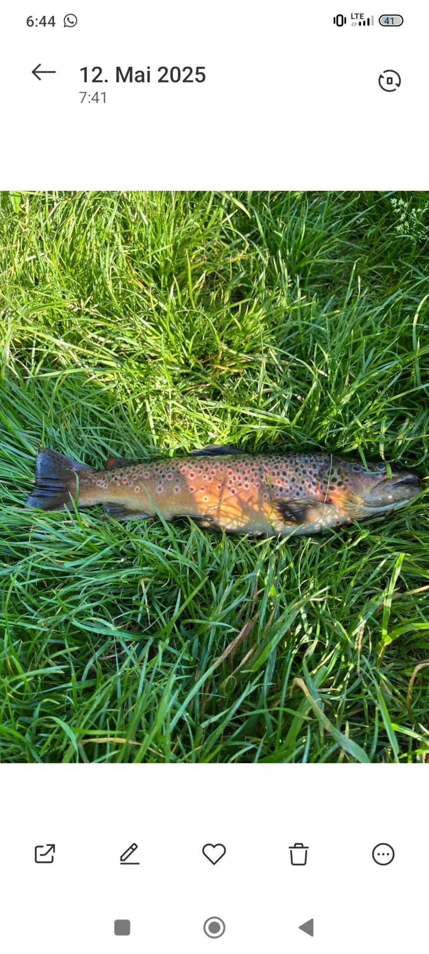 Foto der Galerie: Fische