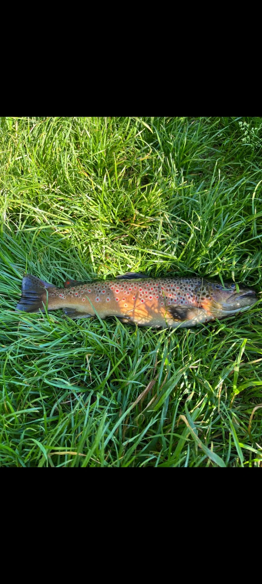 Foto der Galerie: Fische