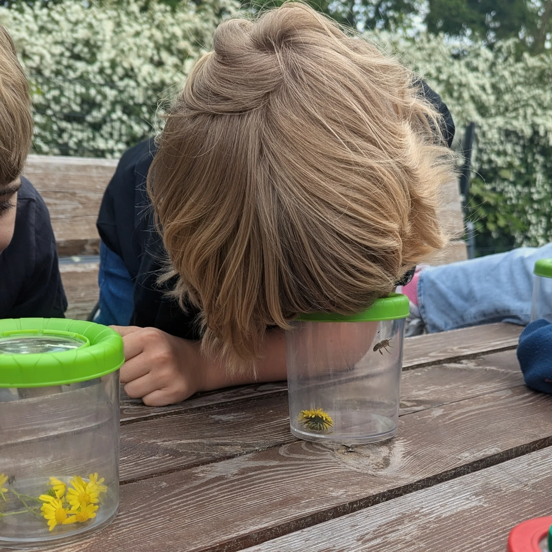 Bild: Beobachtung der Natur im Schulgarten