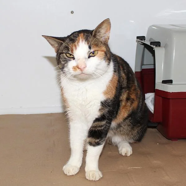 Foto der Galerie: Fundkatze, Grabowschule, 09.12.2025